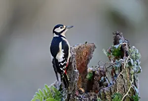 Great spotted Woodpecker Dendrocopos major Norfolk November