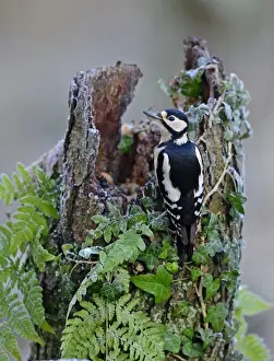 Great spotted Woodpecker Dendrocopos major Norfolk November