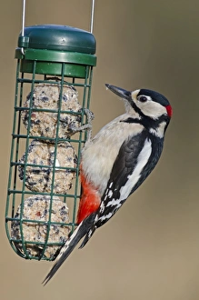 Images Dated 29th December 2011: Great Spotted Woodpecker on fat feeder