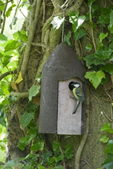 Great Tit Parus major at nest box Norfolk UK