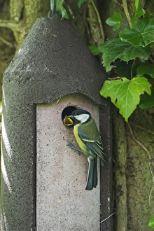 Great Tit Parus major at nest box Norfolk UK