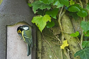 Great Tit Parus major at nest box Norfolk UK