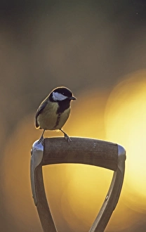 Garden Bird Prints: Great Tit on fork handle in garden winter