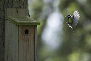 Great Tit Parus major at nest box Norfolk UK