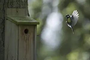 Nest Box Prints: Great Tit Parus major arriving at nest box Ferry Wood Norfolk