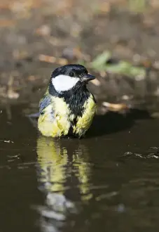 Bathe Prints: Great Tit Parus major bathing in puddle Norfolk spring