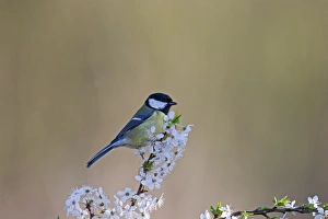 Great Tit Parus major on Blackthorn blossom in spring Norfolk Great Tit Parus major on Blackthorn blossom in spring Norfolk