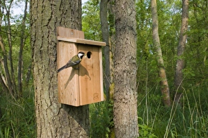 Great Tit Parus major at nest box Norfolk UK