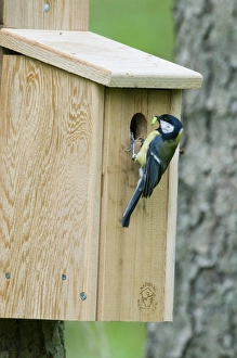 Great Tit Parus major bringing caterpillar to nest box in woodland Norfolk April Great Tit Parus major bringing caterpillar to nest box in woodland Norfolk April