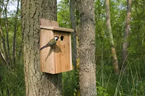 Great Tit Parus major bringing caterpillar to nest box in woodland Norfolk April