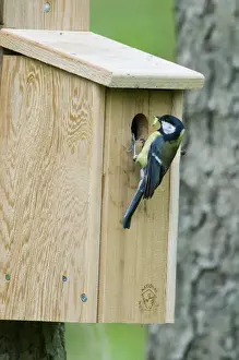 Food Prints: Great Tit Parus major bringing caterpillar to nest box in woodland Norfolk April