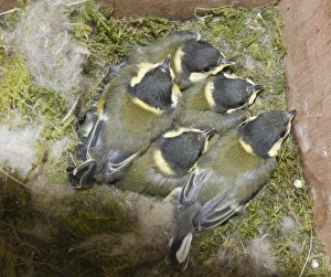 Great Tit Parus major brood close to fledging in nest box Norfolk June Great Tit Parus major brood close to fledging in nest box Norfolk June
