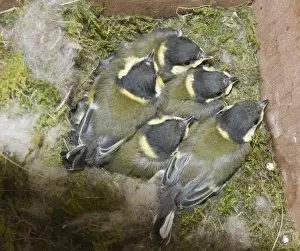 Fledgling Prints: Great Tit Parus major brood close to fledging in nest box Norfolk June