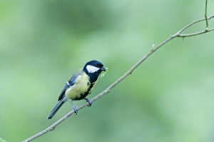 Great Tit Parus major with caterpillar for chicks Norfolk spring Great Tit Parus major with caterpillar for chicks Norfolk spring