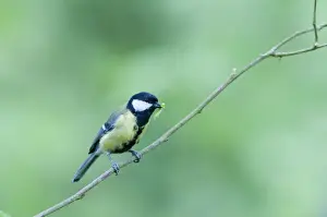 Great Tit Parus major with caterpillar for chicks Norfolk spring