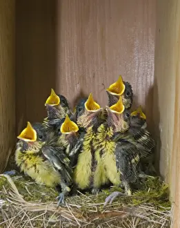 Great Tit Parus major chicks in nest box close to fledging Norfolk April