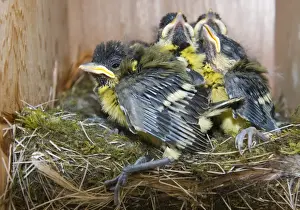 Nesting Prints: Great Tit Parus major chicks in nest box close to fledging Norfolk April