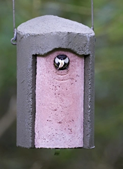 Great Tit Parus major at nest box Norfolk UK