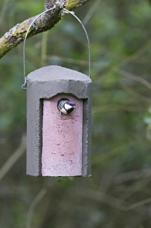 Great Tit Parus major at nest box Norfolk UK