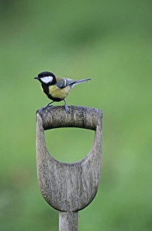Images Dated 20th November 2008: Great Tit Parus major on fork handle Kent UK winter