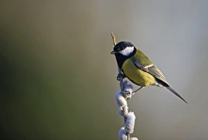 Great Tit Parus major on frost covered sallow Norfolk spring Great Tit Parus major on frost covered sallow Norfolk spring