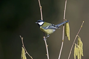 Garden Bird Prints: Great Tit Parus major in garden Norfolk spring