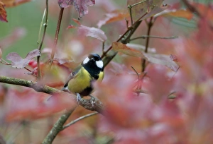 Autumn Prints: Great Tit Parus major in Guelder Rose Norfolk autumn
