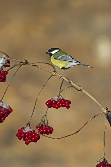 Autumn Prints: Great Tit Parus major on Guelder Rose Norfolk winter