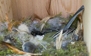 Great Tit Parus major incubating eggs in nest box Norfolk April Great Tit Parus major incubating eggs in nest box Norfolk April