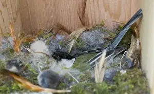 Nesting Prints: Great Tit Parus major incubating eggs in nest box Norfolk April