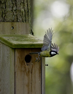 Great Tit Parus major at nest box Norfolk UK