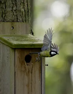 Nest Box Prints: Great Tit Parus major leaving nest box Ferry Wood Norfolk