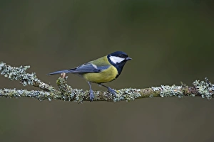 Garden Prints: Great Tit Parus major Norfolk spring