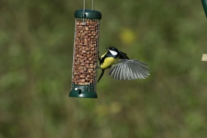 Garden Prints: Great Tit Parus major on nut feeder in garden Norfolk