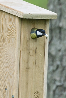 Great Tit Parus major removing a foecal sack from nest box Norfolk spring Great Tit Parus major removing a foecal sack from nest box Norfolk spring