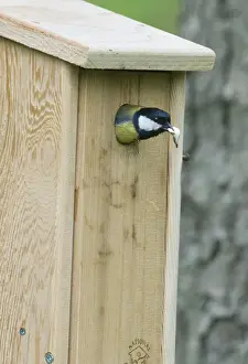 Nest Box Prints: Great Tit Parus major removing a foecal sack from nest box Norfolk spring