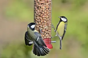 Aggression Prints: Great Tit Parus major showing aggression on nut feeder in garden Norfolk UK
