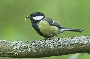 Great Tit Parus major taking caterpillar back to nest Norfolk June Great Tit Parus major taking caterpillar back to nest Norfolk June