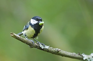 Great Tit Parus major taking caterpillar back to nest Norfolk June