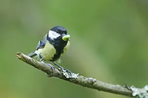 Great Tit Parus major taking caterpillar back to nest Norfolk June