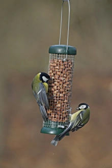 Garden Prints: Great Tits on feeder Norfolk winter