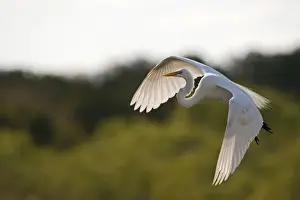 Everglades Prints: Great White Egret Ardea alba Florida Everglades USA