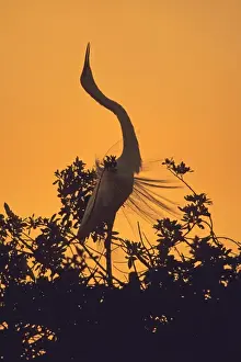 Courtship Prints: Great White Egret displaying at breeding colony Greece