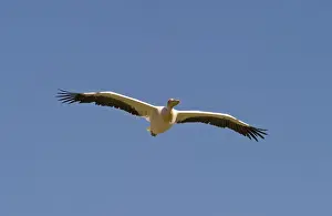 Kenya Prints: Great White Pelican Pelecanus onocrotalus Lake Nakuru Kenya