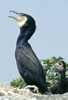 Greater Cormorant Phalacrocorax carbo adult at nest Craigleath Scotland UK Greater Cormorant Phalacrocorax carbo adult at nest Craigleath Scotland UK