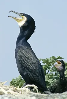 Cormorant Prints: Greater Cormorant Phalacrocorax carbo adult at nest Craigleath Scotland UK