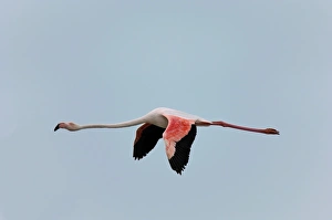 Flamingos Prints: Greater Flamingo, Camargue, France, April