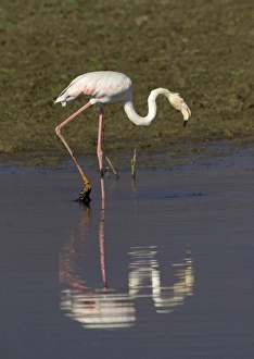 Images Dated 2005: Greater Flamingo feeding, Lake Kerkini, Greece, January