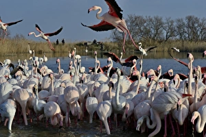 Greater Flamingo Phoenicopterus roseus feeding on algae Camargue France