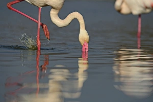 Greater Flamingo Phoenicopterus roseus feeding on algae Camargue France Greater Flamingo Phoenicopterus roseus feeding on algae Camargue France